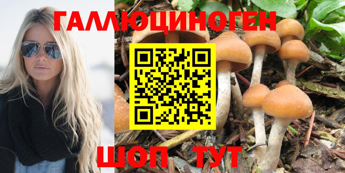 где найти   Псилоцибиновые грибы Psilocybine cubensis  Баксан  Вход с VPN  Псилоцибиновые грибы Psilocybe 